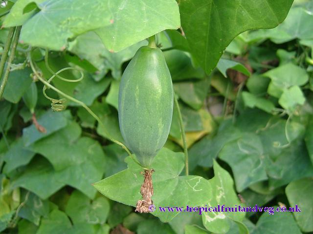 little ivy gourd